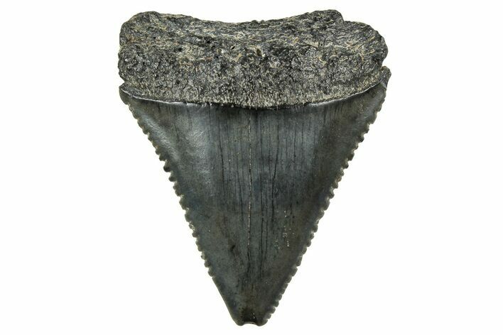 Serrated, Fossil Great White Shark Tooth - South Carolina #326305